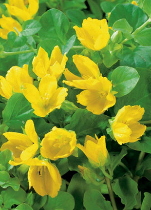 Lysimachia nummularia