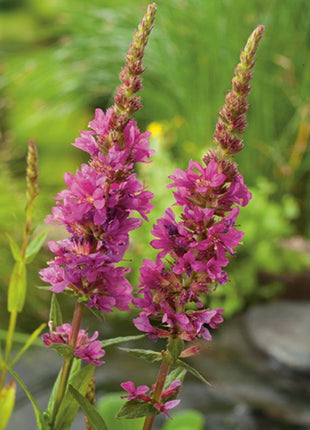 Lythrum salicaria