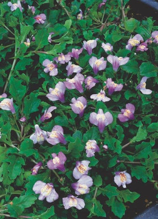 Mazus reptans (blue)