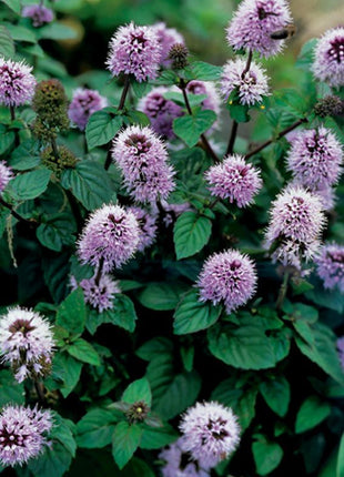 Mentha aquatica