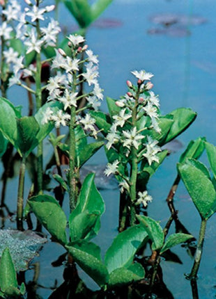 Menyanthes trifoliata