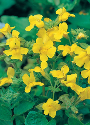 Mimulus luteus