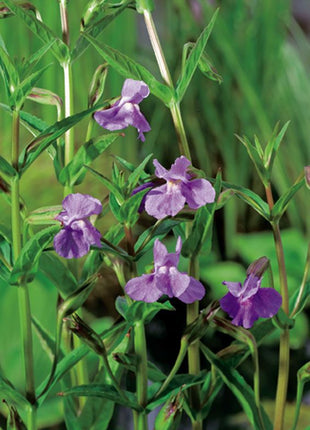 Mimulus ringens