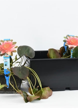 Nymphaea 'Charles de Meurville'