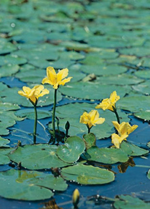 Nymphoides peltata