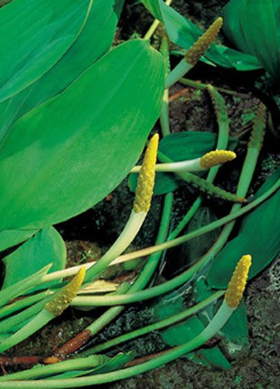 Orontium aquaticum