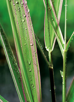 Phalaris arund. 'Picta'
