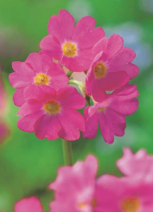 Primula rosea