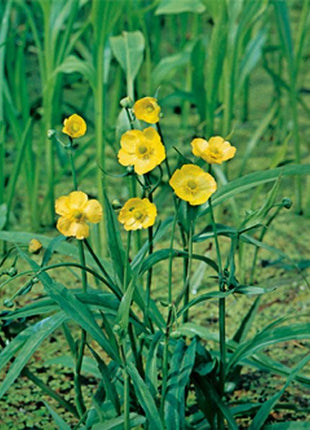 Ranunculus lingua