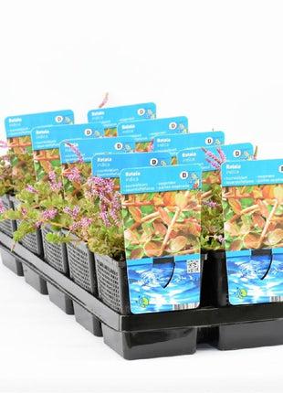 Rotala indica