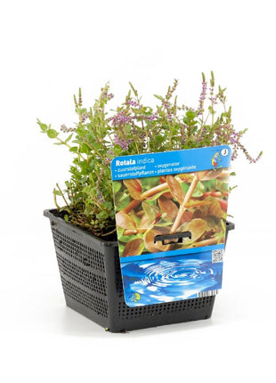 Rotala indica