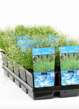 Scirpus cernuus