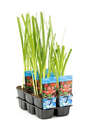 Schizostylis coccinea