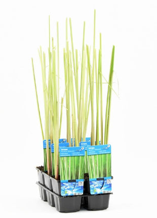 Schoenoplectus l.'Albescens' (Scirpus)