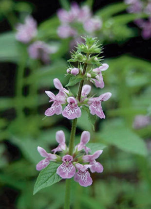 Stachys palustris