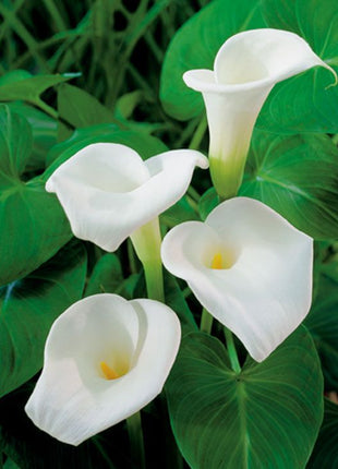 Zantedeschia aethiopica
