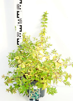 Abelia grand. 'Francis Mason'