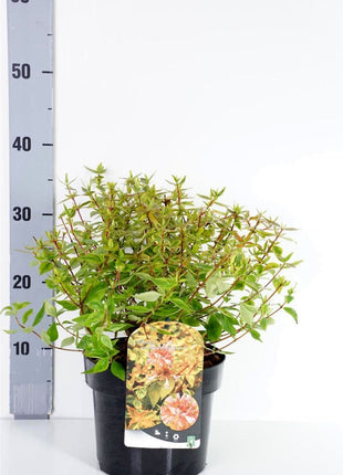 Abelia grand. 'Kalei'