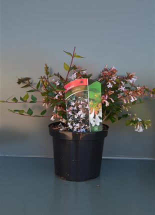 Abelia grandiflora