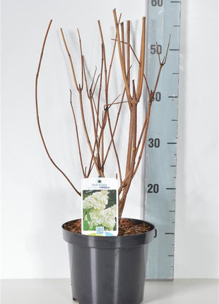 Hydrangea pan. 'Phantom'