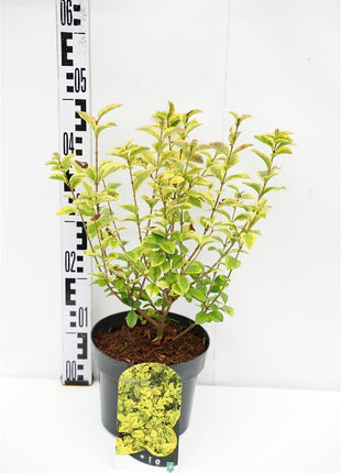 Ligustrum oval. 'Aureum'