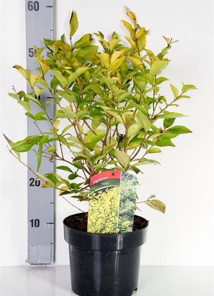 Ligustrum 'Vicaryi'
