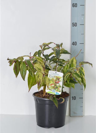 Leucothoe f. 'Rainbow'