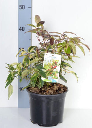 Leucothoe f. 'Rainbow'