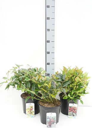 Leucothoe in cultivars
