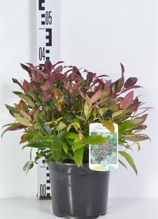 Leucothoe 'Zeblid'