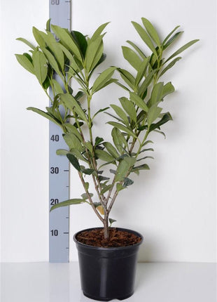 Prunus laur. 'Caucasica'