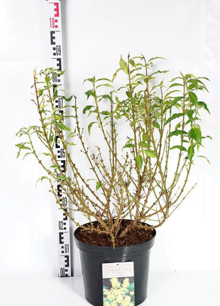 Forsythia int. 'Mikador'