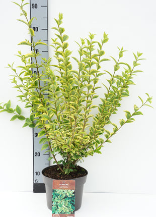 Ligustrum oval. 'Aureum'