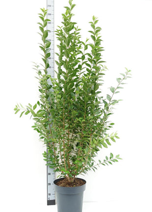Ligustrum ovalifolium