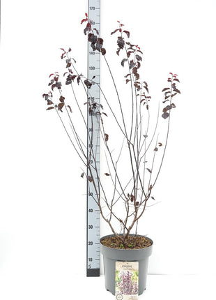 Prunus cer. 'Nigra'