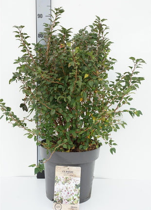 Prunus incisa 'Kojou-no-mai'