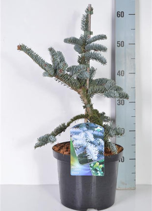 Abies procera 'Glauca'