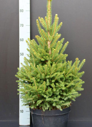 Picea abies 'Will's Zwerg'