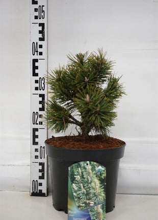 Pinus mugo 'Alpenzwerg'
