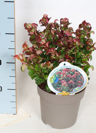 Leucothoe axil. 'Curly Red'