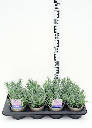 Lavandula ang. 'Dwarf Blue'