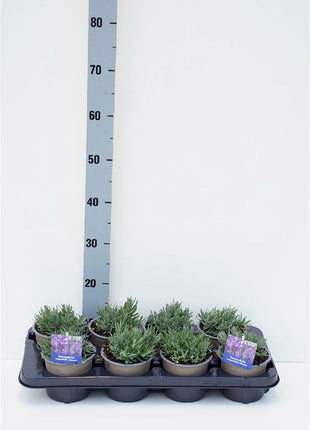 Lavandula ang. 'Hidcote'
