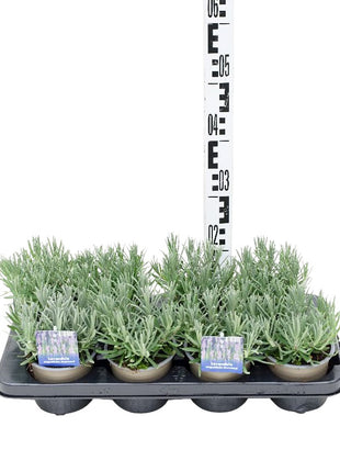Lavandula ang. 'Munstead'