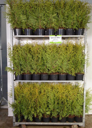 Thuja occ. 'Brabant'