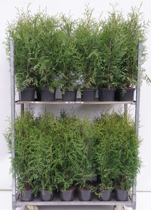 Thuja occ. 'Brabant'