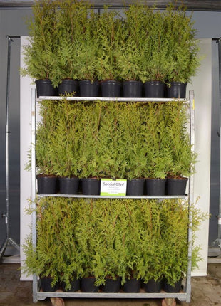 Thuja occ. 'Brabant'