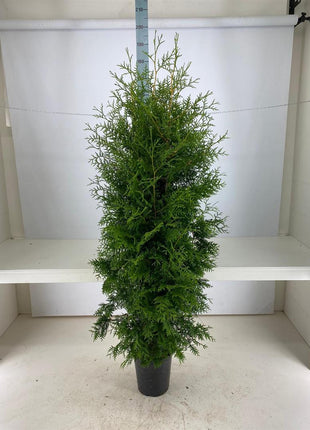 Thuja occ. 'Brabant'