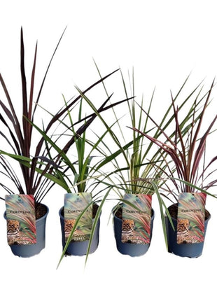 Cordyline aus. 'Color Mix'