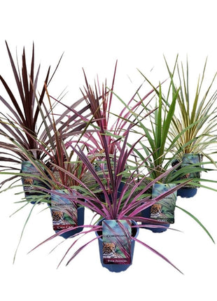 Cordyline aus. 'Exclusive Mix'