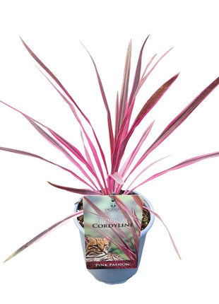 Cordyline aus. 'Pink Passion'